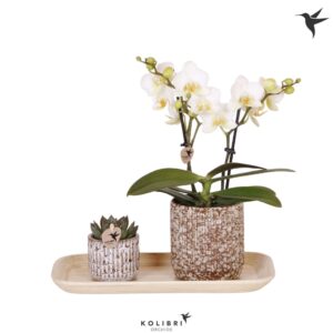 Arrangement Phalaenopsis Kolibri Gift Set small Untamed Nature
(1 Plants/Order)(18cmP 40cmH)