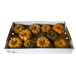 Deco fruit 'Lil Pump-ke-mon' Little Plant 10 
(10 Plants/Order)(10cmP cmH)