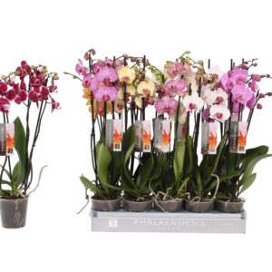 Phalaenopsis Phalaenopsis 6 color mix, 3-spike 18+
(10 Plants/Order)(12cmP 50cmH)