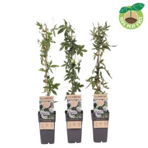 Passiflora Passiflora caerulea, P15
(10 Plants/Order)(15cmP 60cmH)