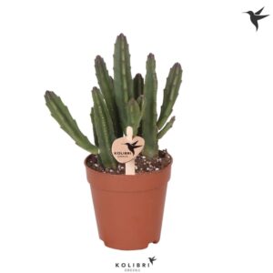 Stapelia leendertz Kolibri Greens Stapelia Leendertziae
(6 Plants/Order)(9cmP 22cmH)