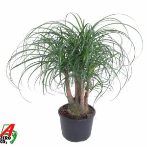 Nolina recurvata Beaucarnea busch P27 - 1,5ft
(1 Plants/Order)(27cmP 80cmH)