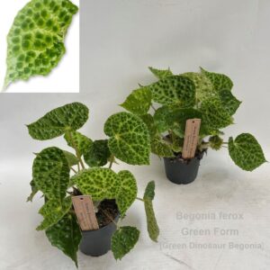 Begonia Begonia ferox Green Form 12cm [Green Dinosaur Beg] *NEW*
(3 Plants/Order)(12cmP 25cmH)