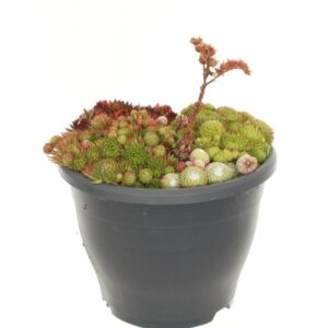Sempervivum mix Sempervivum mixed
(1 Plants/Order)(23cmP 25cmH)