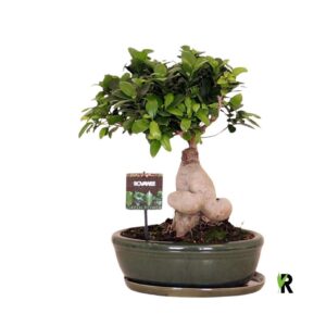Ficus Ginseng Ficus micr. Ginseng in keram. ovaal schaal met schotel green
(1 Plants/Order)(30cmP 40cmH)