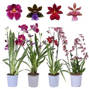 Orchideeen Geurmix 2 spike 12 cm
(6 Plants/Order)(12cmP 55cmH)