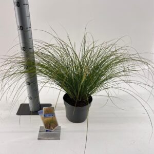 Carex testacea Prairie Fire Color G Carex testacea 'Prairie Fire'
(1 Plants/Order)(17cmP 35cmH)