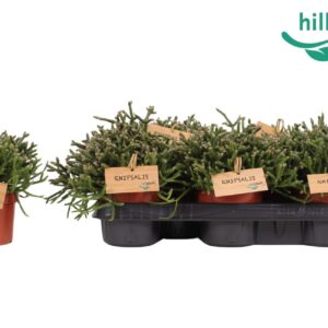 Rhipsalis burchellii Rhipsalis Burchellii 10,5 cm
(10 Plants/Order)(10.5cmP 15cmH)