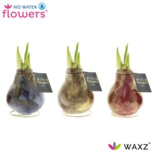 Hippeastrum Wax Univerz Jupiter
(6 Plants/Order)(5cmP 15cmH)