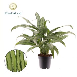 Aglaonema Cutlass Aglaonema Cutlass
(10 Plants/Order)(12cmP 40cmH)