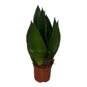 Sansevieria Sansevieria Black Diamond 2pp
(18 Plants/Order)(9cmP 30cmH)