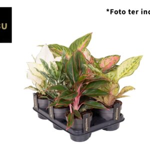 Aglaonema other Aglaonema mix x6
(10 Plants/Order)(12cmP 30cmH)