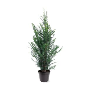 Taxus baccata Taxus baccata (zonder etiket)
(1 Plants/Order)(26cmP 100cmH)