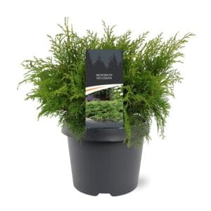 Microbiota decussata Microbiota decussata
(1 Plants/Order)(19cmP 35cmH)