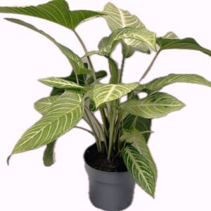 other plants Xanthozoma Lindelli MINT 19 cm 
(1 Plants/Order)(19cmP 60cmH)