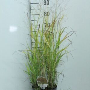 Panicum virgatum Panicum virgatum 'Hänse Herms' P23
(1 Plants/Order)(23cmP 100cmH)