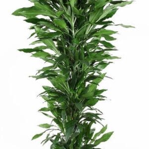 Dracaena Janet Lind Dracaena Janet Lind busch P40
(1 Plants/Order)(40cmP 220cmH)