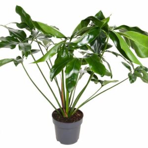 Philodendron Philodendron Green Wonder P24 (NO GAP)
(1 Plants/Order)(24cmP 110cmH)