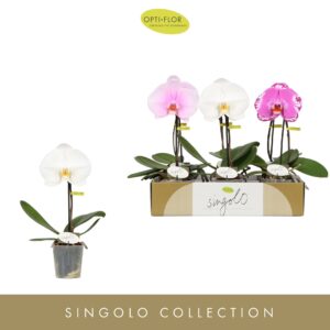 Phalaenopsis mixed Singolo mix
(6 Plants/Order)(9cmP 40cmH)