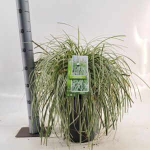 Carex oshimensis Carex 'Feather Falls' PBR
(1 Plants/Order)(29cmP 70cmH)