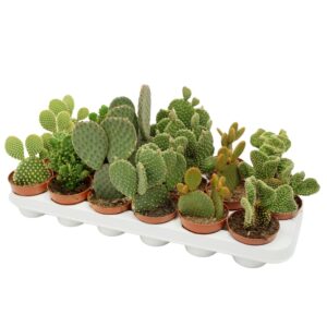 Opuntia Opuntia mix 8,5 cm
(18 Plants/Order)(8.5cmP 18cmH)
