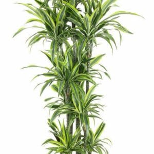Dracaena Lemon Lime Dracaena Lemon Lime 150-carrousel
(1 Plants/Order)(40cmP 200cmH)