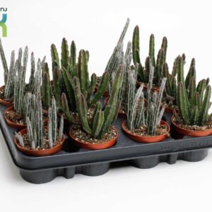 Cactus Stapelia mix
(18 Plants/Order)(8.5cmP 20cmH)