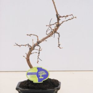 Pseudolarix amabilis Pseudolarix amabilis 15 cm shape
(8 Plants/Order)(15cmP 30cmH)