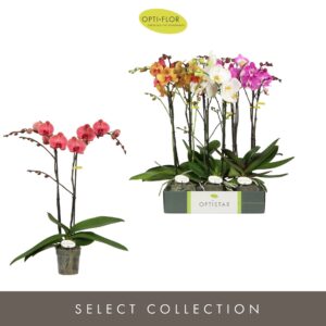 Phalaenopsis Optistar Hollywood mix 2 spike 50 cm
(6 Plants/Order)(12cmP 50cmH)