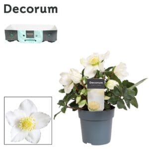 Helleborus niger Christmas Carol 12cm (L) met kraag
(10 Plants/Order)(12cmP 25cmH)