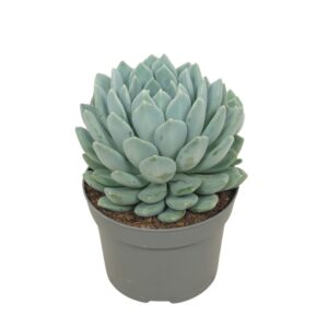 Pachyphytum Corvus Pachyveria corvus 13 cm
(6 Plants/Order)(13cmP 15cmH)