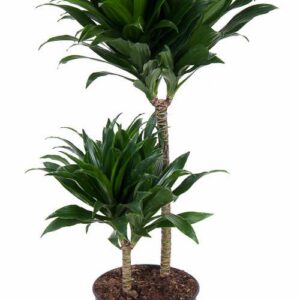 Dracaena Compacta Dracaena Compacta 45-15
(1 Plants/Order)(19cmP 80cmH)