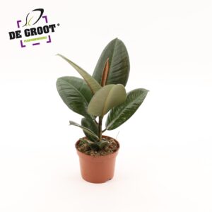 Ficus Elastica Robusta Ficus elastica 'Robusta'
(10 Plants/Order)(12cmP 35cmH)