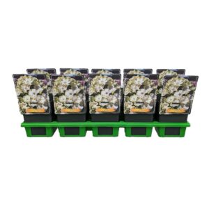 Phlox Paniculata Phlox Paniculata 'Jade' P11
(10 Plants/Order)(11cmP 25cmH)