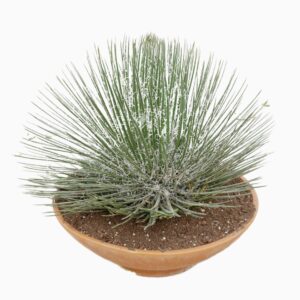Agave other Macroacantha Agave geminiflora 60 cm
(1 Plants/Order)(60cmP 80cmH)