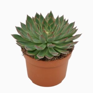 Echeveria Sagita Echeveria sagita 10,5 cm 
(10 Plants/Order)(10.5cmP 14cmH)