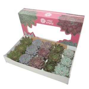 Echeveria mixed Gesneden Echeveria mix 11-12 cm Nature deco
(15 Plants/Order)(10.5cmP 6cmH)