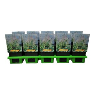 Hosta x undulata Mediovariegata Hosta x undulata 'Mediovariegata' P11
(10 Plants/Order)(11cmP 25cmH)