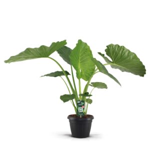 Alocasia macrorrhiza Alocasia Macrorrhiza 35c
(1 Plants/Order)(35cmP 145cmH)