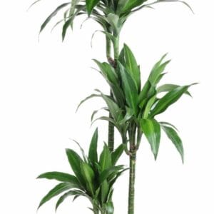 Dracaena Dracaena Paloma 90-60-30
(1 Plants/Order)(24cmP 140cmH)
