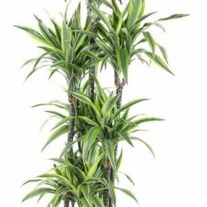 Dracaena Lemon Lime Dracaena Lemon Lime 120-carrousel
(1 Plants/Order)(34cmP 170cmH)