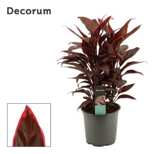 Cordyline Mambo Cordyline Mambo Toef 19 cm (Decorum) 
(1 Plants/Order)(19cmP 55cmH)