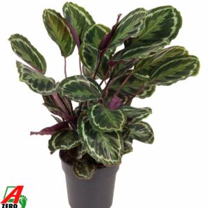 Calathea Medallion Calathea Medaillon
(1 Plants/Order)(24cmP 80cmH)