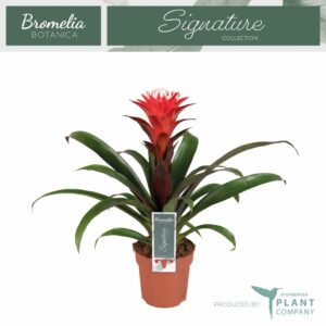 Guzmania Hope Guzmania Hope
(10 Plants/Order)(12cmP 40cmH)
