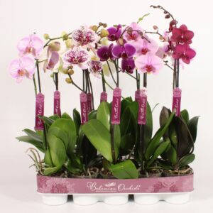 Phalaenopsis mixed Phalaenopsis 9-14 mixed
(10 Plants/Order)(12cmP 70cmH)
