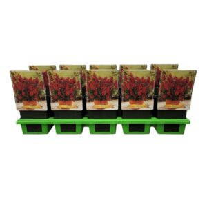 Phygelius capensis Phygelius rectus 'Candy Drops Red' P11
(10 Plants/Order)(11cmP 25cmH)