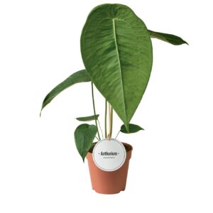 Anthurium Leaf Anthurium Peltigerum
(8 Plants/Order)(12cmP 45cmH)