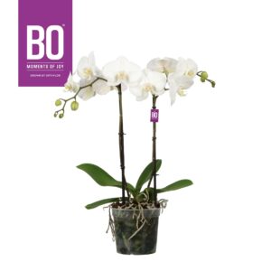 Phalaenopsis white more Ripsen King P15 BO White 2 spike
(6 Plants/Order)(15cmP 60cmH)