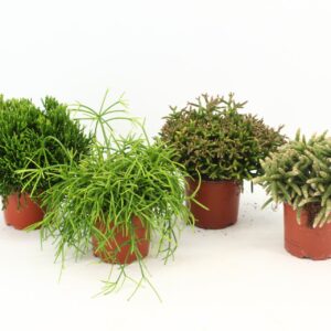 Rhipsalis mix Rhipsalis mixed P10,5 zonder kwekersetiket
(6 Plants/Order)(10.5cmP 15cmH)