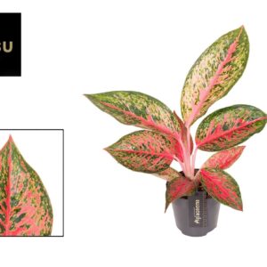 Aglaonema Lychee Red Aglaonema Lychee Red
(10 Plants/Order)(12cmP 45cmH)